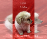 Small Photo #4 Dameranian Puppy For Sale in ACTON, CA, USA