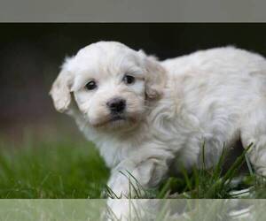 Goldendoodle-Poodle (Miniature) Mix Puppy for sale in ROWLEY, MA, USA