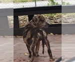 Small Photo #29 Catahoula Bulldog Puppy For Sale in MIAMI BEACH, FL, USA