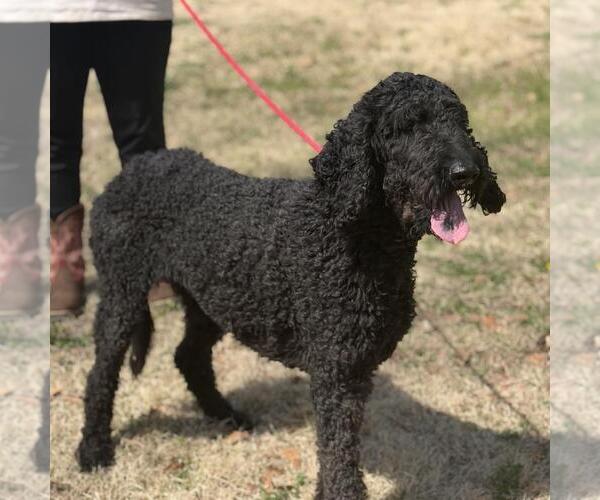 Medium Photo #3 Poodle (Standard)-Unknown Mix Puppy For Sale in Yardley, PA, USA