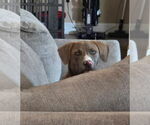 Small #5 American Pit Bull Terrier-Labrador Retriever Mix