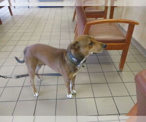 Labbe Dogs for adoption in Ocala, FL, USA
