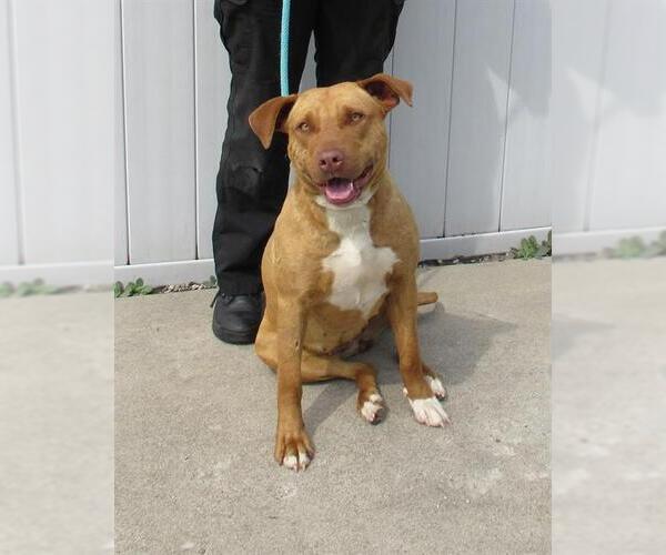 Medium Photo #1 American Pit Bull Terrier-Unknown Mix Puppy For Sale in Louisville, KY, USA