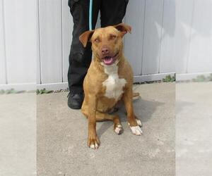 American Pit Bull Terrier-Unknown Mix Dogs for adoption in Louisville, KY, USA