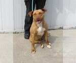Small American Pit Bull Terrier Mix