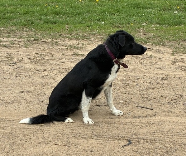 Medium Photo #5 Bordernese Puppy For Sale in CHETEK, WI, USA