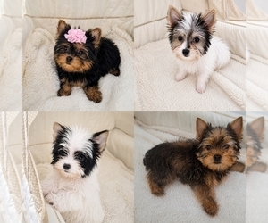 Yorkshire Terrier Puppy for sale in PALM BAY, FL, USA