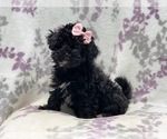 Small Photo #2 Schnoodle (Miniature) Puppy For Sale in LAKELAND, FL, USA