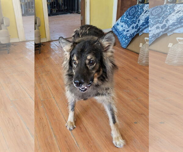 Medium Photo #3 German Shepherd Dog-Unknown Mix Puppy For Sale in Orange Grove, TX, USA