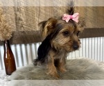 Small #1 Yorkshire Terrier