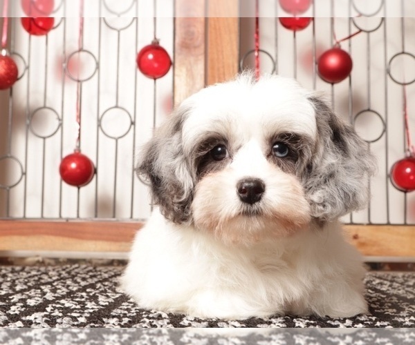 Medium Photo #6 Shih-Poo Puppy For Sale in NAPLES, FL, USA
