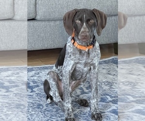 German Shorthaired Pointer Puppy for sale in LAGRANGE, GA, USA