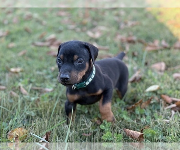 Medium Photo #12 Doberman Pinscher Puppy For Sale in NEWTON, NC, USA