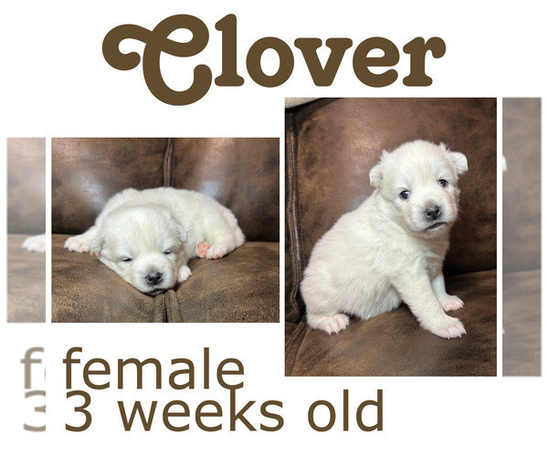 Medium Photo #5 Pomsky Puppy For Sale in DE SOTO, KS, USA