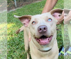 Labrador Retriever-Unknown Mix Dogs for adoption in Canton, CT, USA
