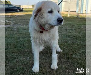 Juniper - Female Great Pyrenees-Unknown Mix Dog for Adoption - Photo #3