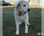 Small Photo #3 Great Pyrenees-Unknown Mix Puppy For Sale in Washington, DC, USA