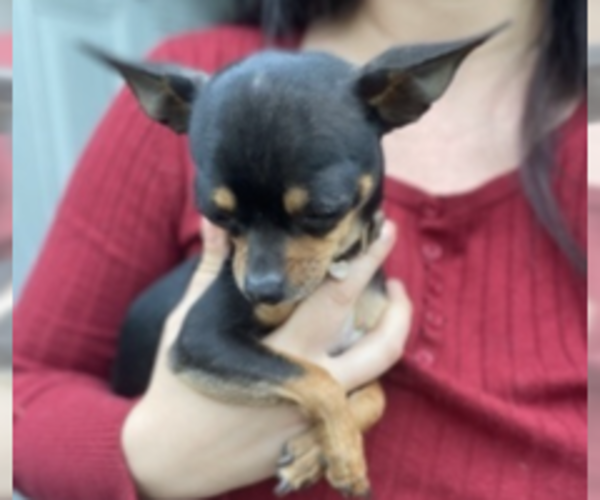 Medium Photo #1 Chihuahua Puppy For Sale in HUBERT, NC, USA
