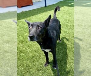Labrador Retriever-Unknown Mix Dogs for adoption in Baytown, TX, USA