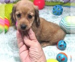 Image preview for Ad Listing. Nickname: Cherry