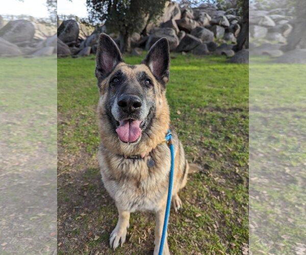 Medium Photo #8 German Shepherd Dog Puppy For Sale in  Ramona, CA, USA
