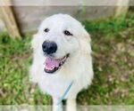 Small #4 Great Pyrenees