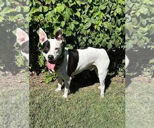Milo - Female American Pit Bull Terrier-Unknown Mix Dog for Adoption - Photo #12