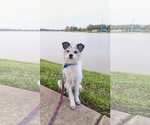 Small Photo #3 Jack Russell Terrier-Unknown Mix Puppy For Sale in Missouri City, TX, USA