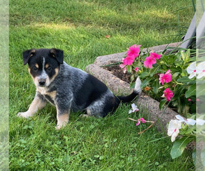 Australian Cattle Dog Puppy for sale in DOWNING, WI, USA