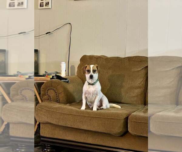 Medium Photo #2 Jack Chi Puppy For Sale in Tracy City, TN, USA