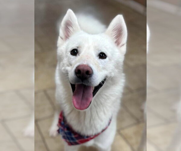 Medium Photo #1 Siberian Husky Puppy For Sale in Matawan, NJ, USA