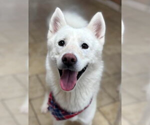 Siberian Husky Dogs for adoption in Matawan, NJ, USA