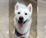 Small Siberian Husky