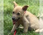 Small #1 Mutt