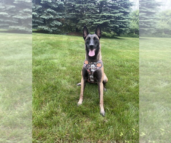 Medium Photo #3 Mutt Puppy For Sale in Imlay City, MI, USA