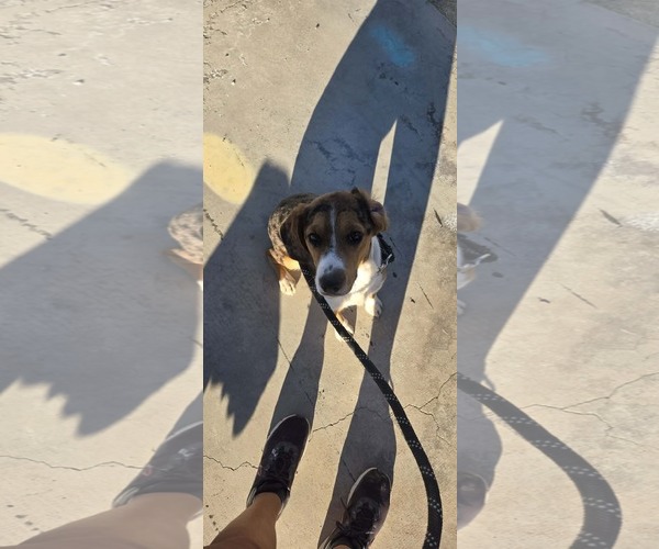 Medium Photo #3 Beagle-Unknown Mix Puppy For Sale in Sky Valley , CA, USA