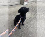Small #1 Pointer-Rottweiler Mix