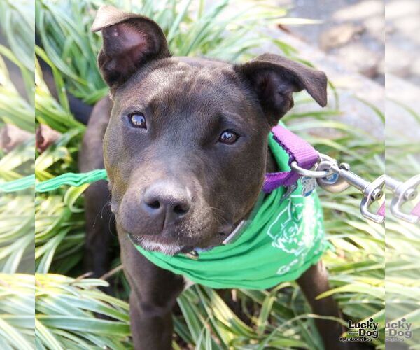 Medium Photo #4 Labrador Retriever-Unknown Mix Puppy For Sale in Washington, DC, USA