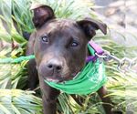 Small #3 Labrador Retriever Mix