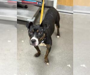 Plott Hound-Unknown Mix Dogs for adoption in Forestville, MD, USA