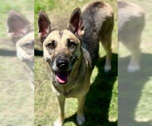 German Shepherd Dog Dogs for adoption in Riverside, CA, USA