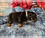Small Photo #5 English Bulldog Puppy For Sale in OOLOGAH, OK, USA