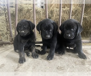 Labrador Retriever Puppy for sale in FOX LAKE, WI, USA