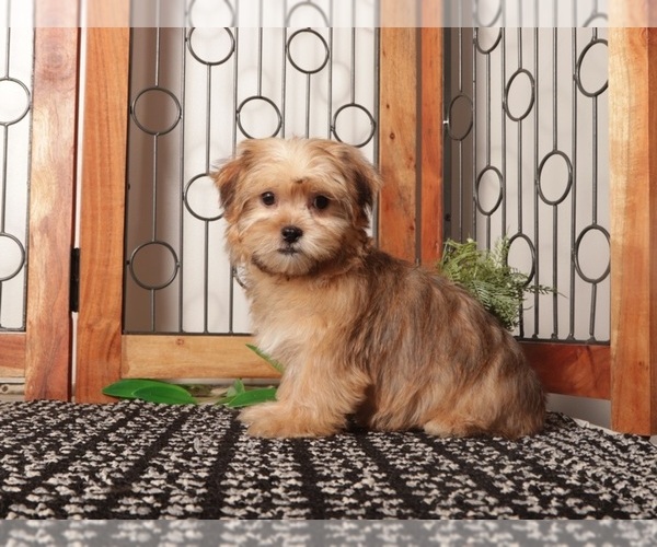Medium Photo #4 Shorkie Tzu Puppy For Sale in NAPLES, FL, USA