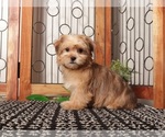 Small #3 Shorkie Tzu