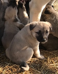 Anatolian Shepherd Puppy for sale in ODESSA, MO, USA