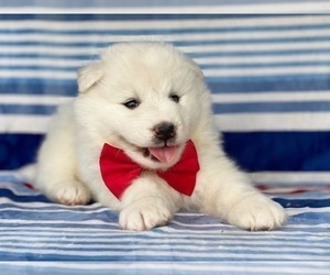 Samoyed Puppy for sale in LANCASTER, PA, USA