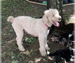 Small Photo #8 Aussiedoodle Puppy For Sale in MIDDLETOWN, OH, USA