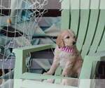 Small Photo #9 Goldendoodle Puppy For Sale in NEW BERN, NC, USA