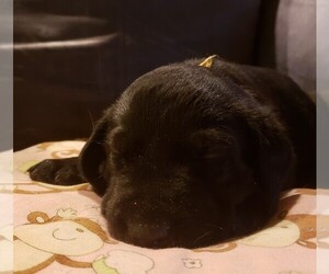Labrador Retriever Puppy for sale in JEFFERSONTOWN, KY, USA